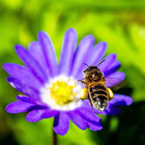 Bees And Flower Relationship