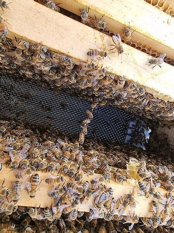 Bees Festooning Outside Hive