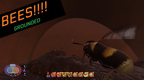 bees in grounded