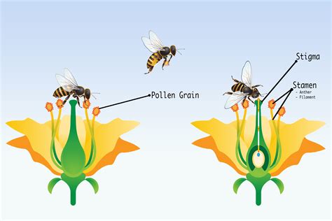 bees pollination