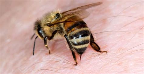 bees sting arizona mad honey