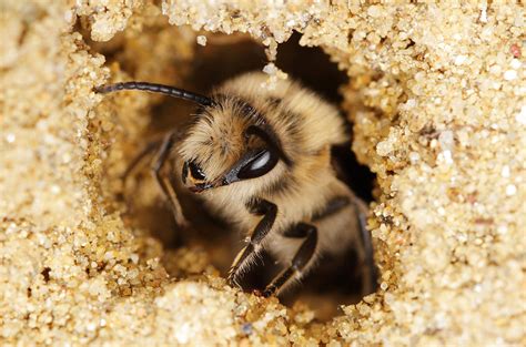 bees that live underground