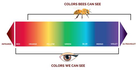 bees ultraviolet vision