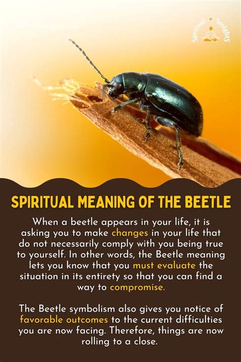 Beetle Symbolism Exclusive Leaked Photos #d69