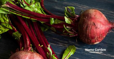 beetroot faq4