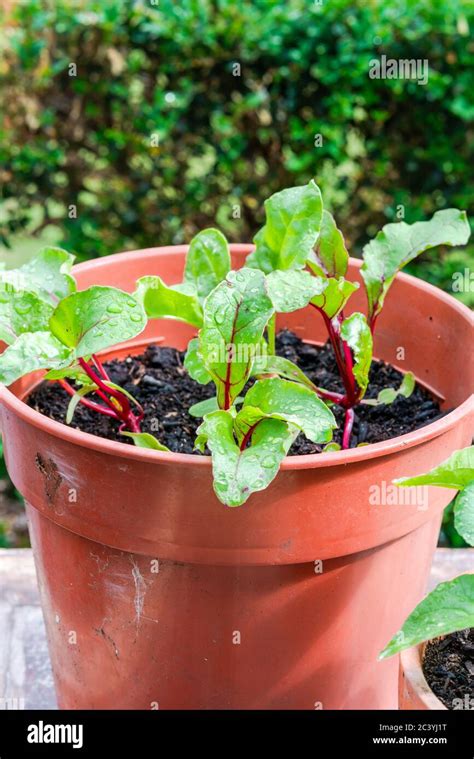 beetroot cooking in a pot