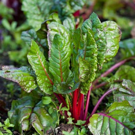 Beetroot Leaves Being Eaten