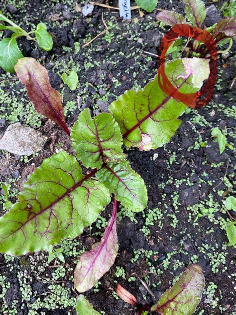 Beetroot Leaves Discoloured