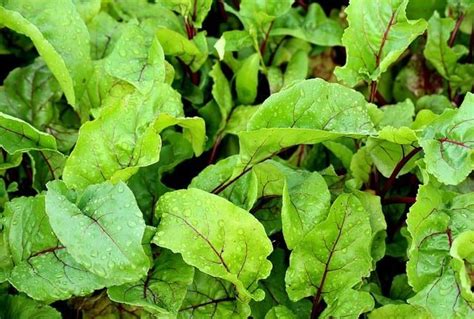 Beetroot Leaves For Guinea Pigs