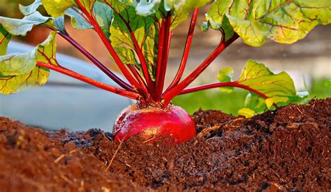 Beetroot Plant Images