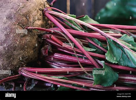 Selecting the Perfect Beetroot Stalks