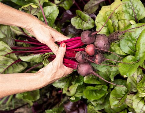 beetroot-size