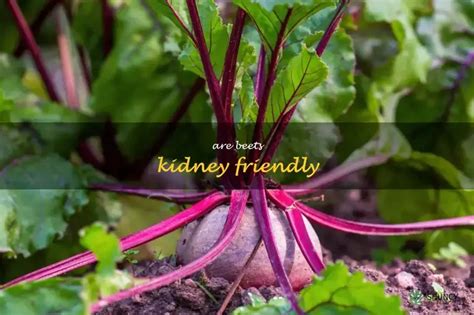 Beets And Kidney Function