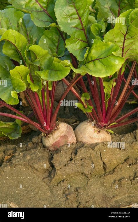 Beets Growing Days