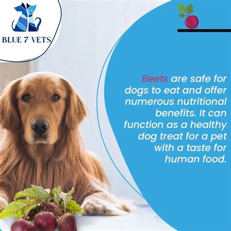 Beets Healthy Dogs