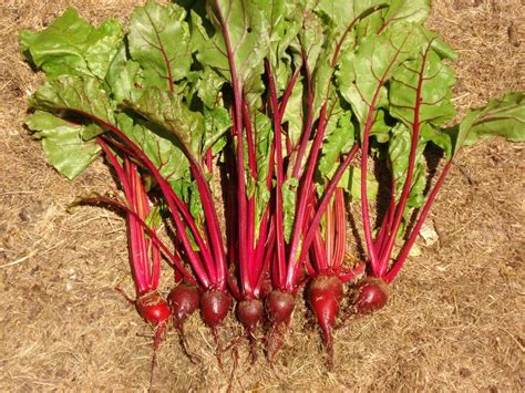 Beets in the Garden