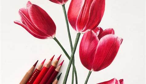 Beginner Easy Colored Pencil Drawings Of Flowers / Tulip