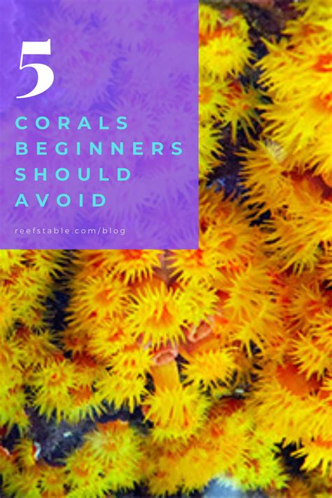 Beginner Corals To Avoid