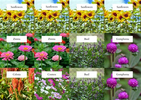 beginner cut flower garden layout