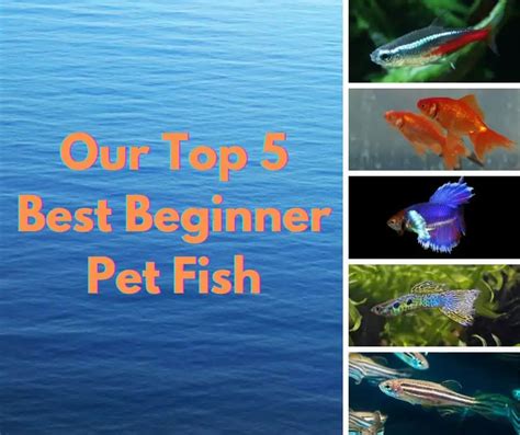 Beginner Pet Fish Types
