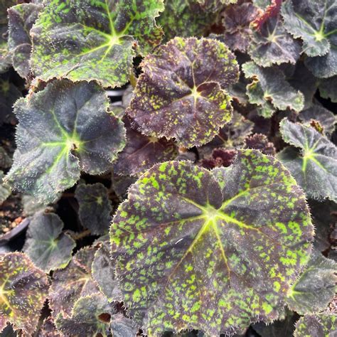 Begonia Brown Edges