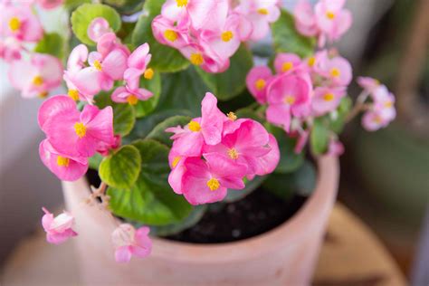 Help indoor winter Begonia in the Houseplants forum
