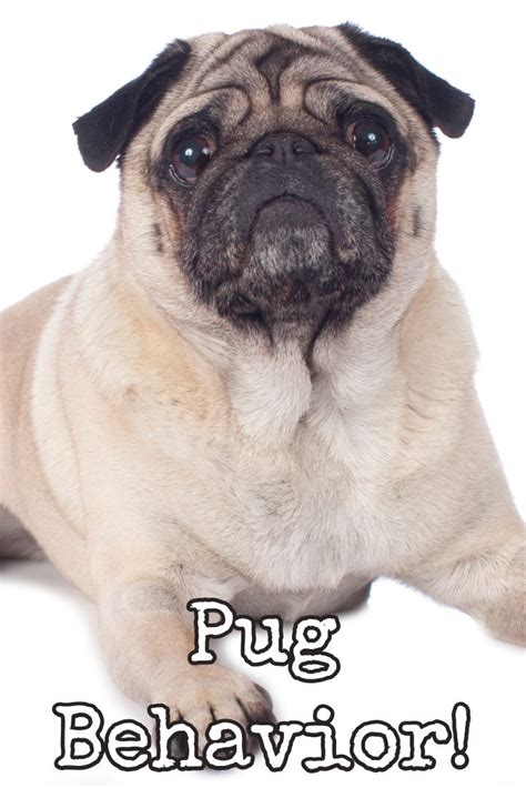 Behavior Of Pug Dog