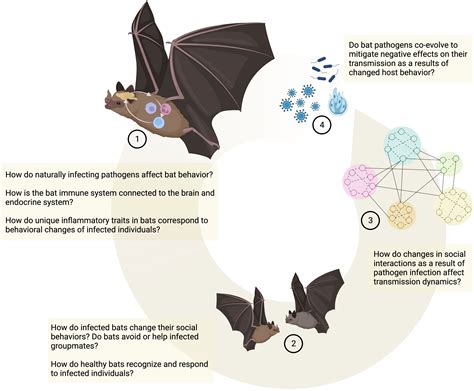 Behavioral Characteristics Of A Bat