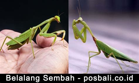 Belalang