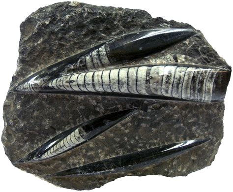 belemnites fossils