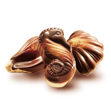 belgian chocolate sea shells