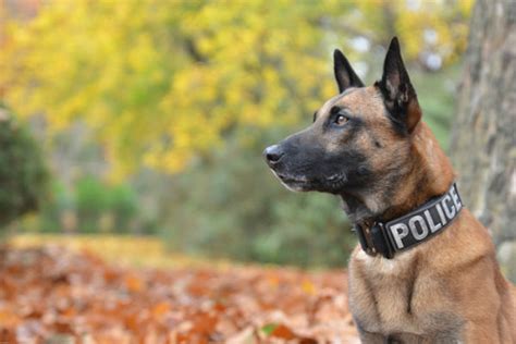 belgian malinois as police dogs