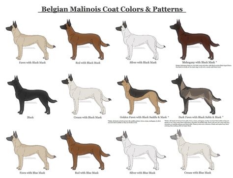 belgian malinois color chart