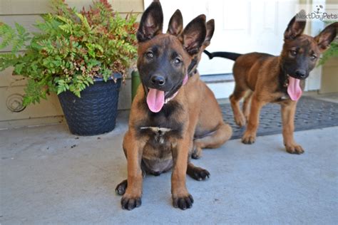 belgian malinois dog for sale near me