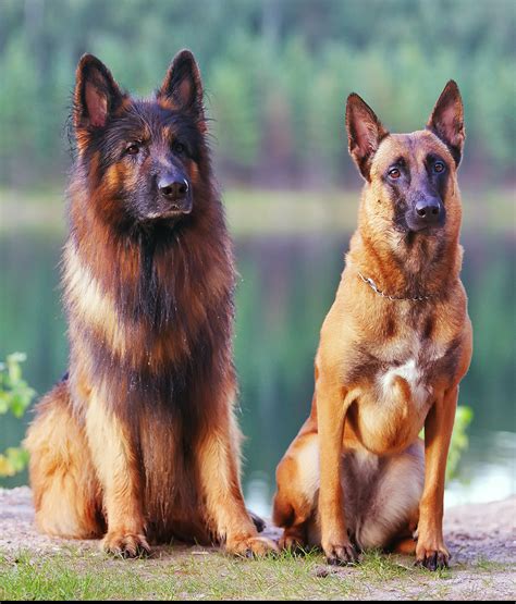 belgian malinois dog vs german shepherd