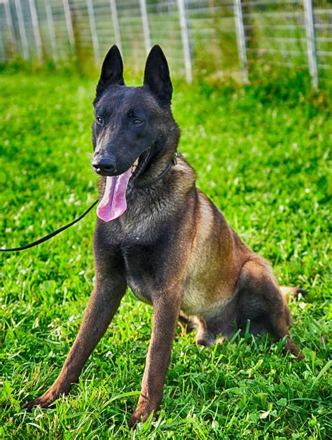 belgian malinois police dog price