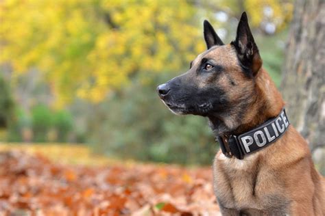 belgian malinois police dog video
