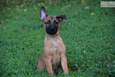 belgian malinois puppies for sale new england