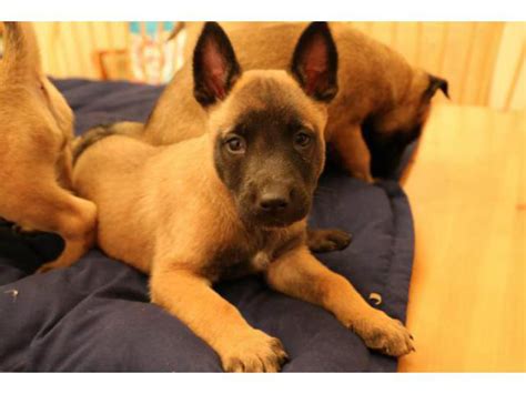 belgian malinois puppies near me available