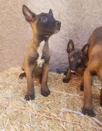 belgian malinois puppy for sale san diego