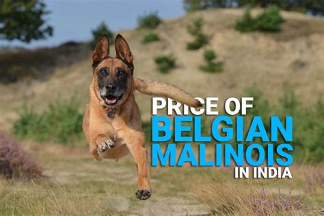 belgian malinois puppy price in india