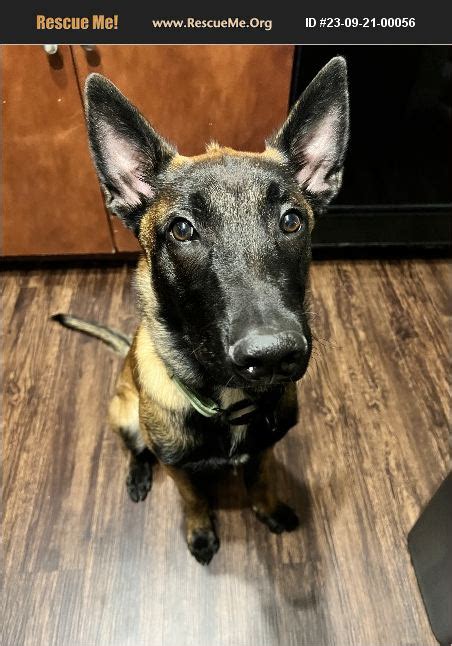 belgian malinois rescue houston