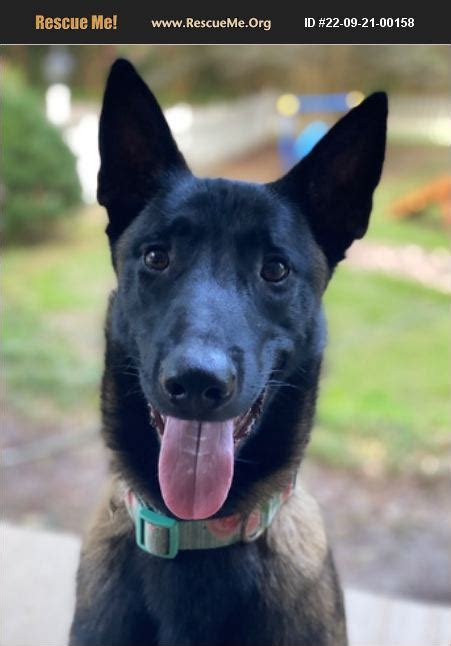 belgian malinois rescue va