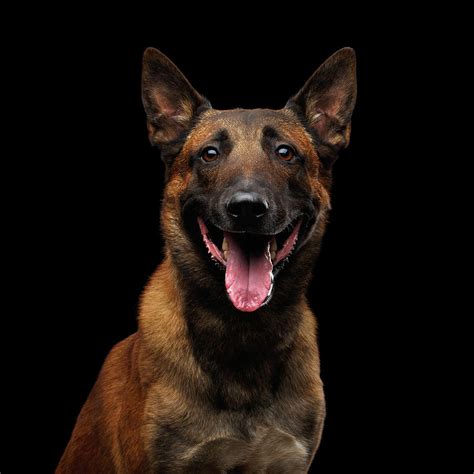 belgian shepherd dog malinois