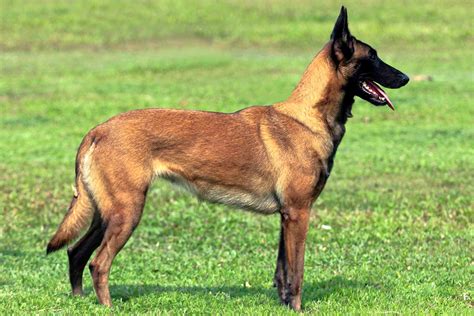 belgian shepherd dog malinois behaviour