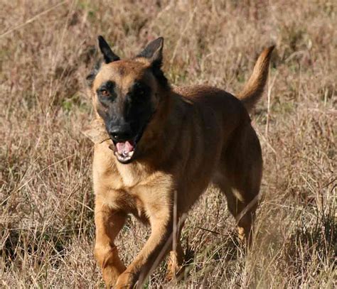 belgian shepherd dog malinois health