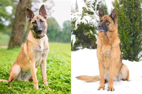 belgian shepherd malinois mix