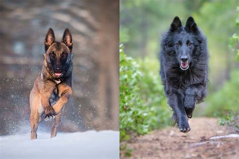 belgian shepherd vs belgian malinois