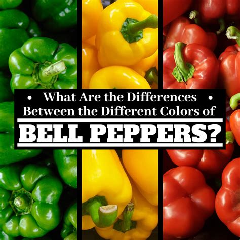 Bell Pepper Difference