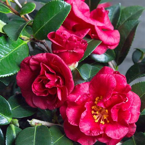 bella rouge camellia sasanqua shrub